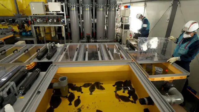 Picture taken on 30 January 2023, received from Jiji Press, shows flounder raised in a tank using treated water from the Fukushima Daiichi Nuclear Power Plant