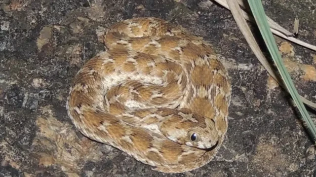 சுருட்டை விரியன்