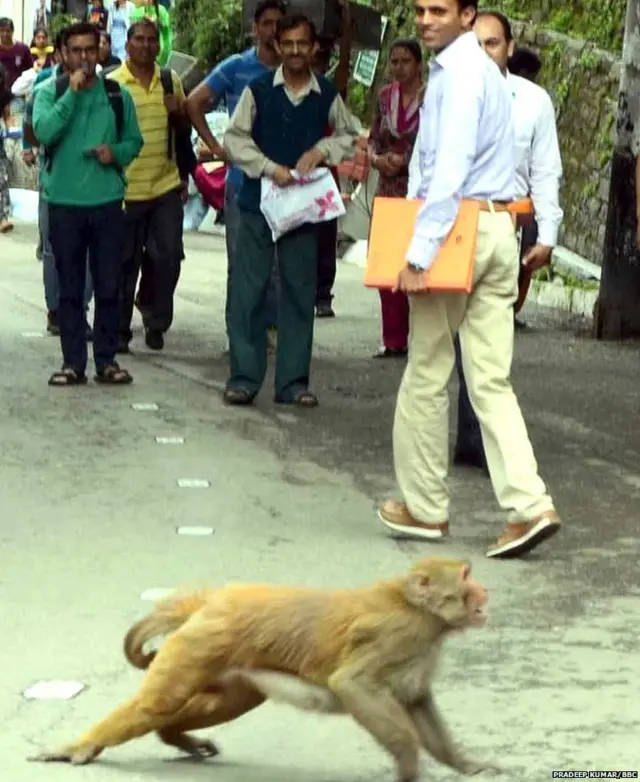 ਬਾਂਦਰ, ਹਿਮਾਚਲ, ਜੰਗਲ