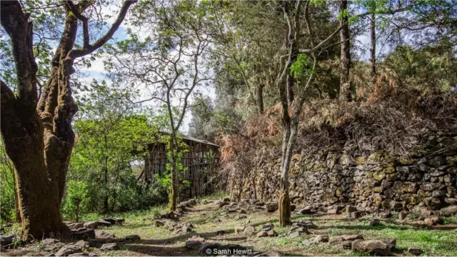 埃塞俄比亚教堂森林