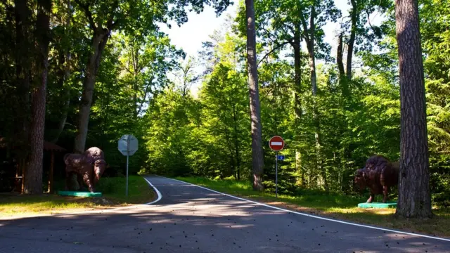 Беловежская пуща