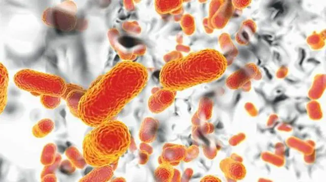 Acinetobacter baumannii ni pathojeni inayostahimili dawa nyingi