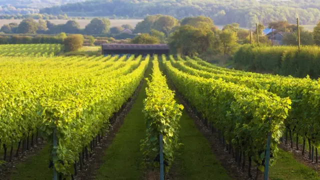 Виноградник в Сарри