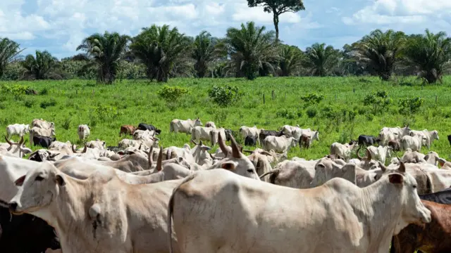 Gado