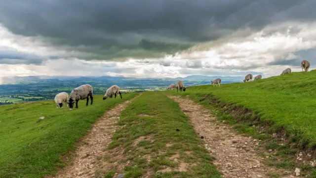 Овцы в Вестморланде