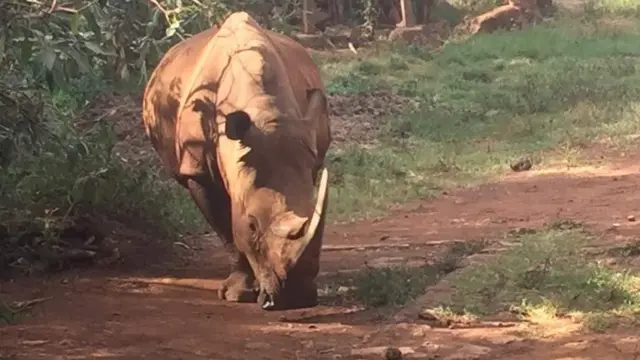 Ana hada kananan zakoki da kuraye a keji daya