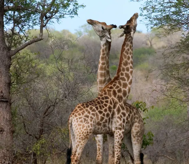 Jirafas machos enlazando sus cuellos para ver quién domina