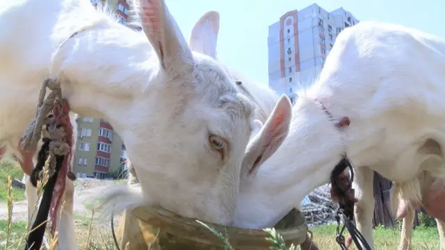 Сусіди скаржились, що кози з ферми нищать клумби