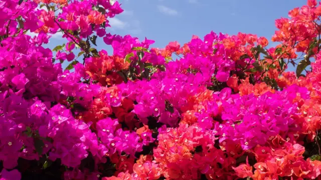 பூகன்வில் அல்லது பூகேன்வில்லா தென் அமெரிக்காவை பூர்வீகமாகக் கொண்டது.