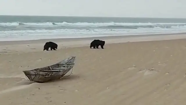 ఎలుగుబంట్లు