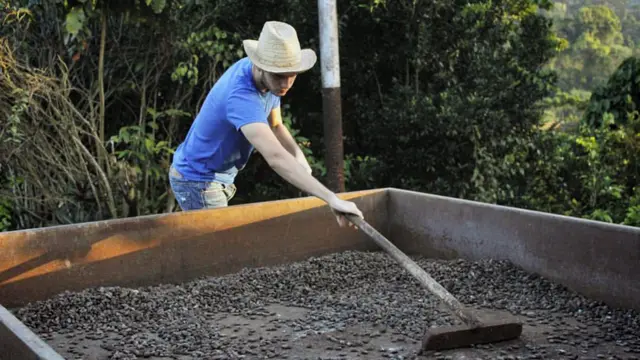 A sus 19 años, el joven Camilo Restrepo ha encontrado en el cacao una forma para ganarse bien la vida.