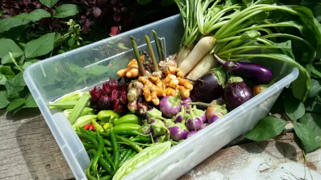 Edible Garden'dan taze sebzeler