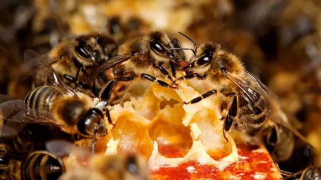 Медоносные пчелы (Apis mellifera) живут колониями