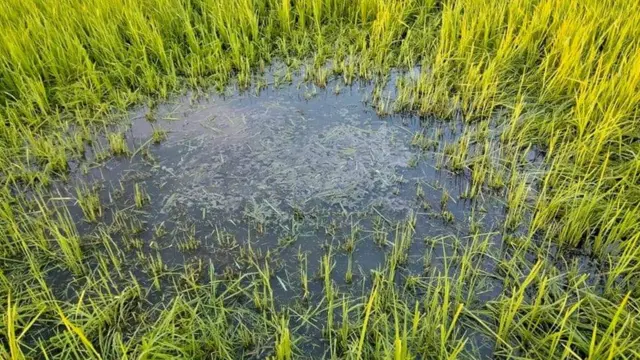 လယ်ကွင်းထဲ လက်နက်ကြီးကျရာနေရာ