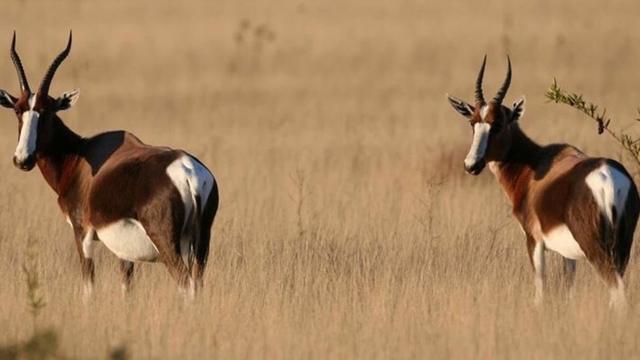 Беломордый бубал (африканская антилопа) был представлен в дикой природе только 17 особями, однако сейчас их уж больше 500