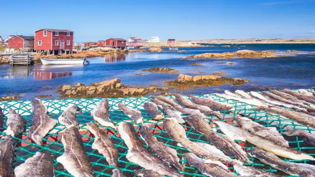 Bacalao secándose en la isla Fogo, Canadá