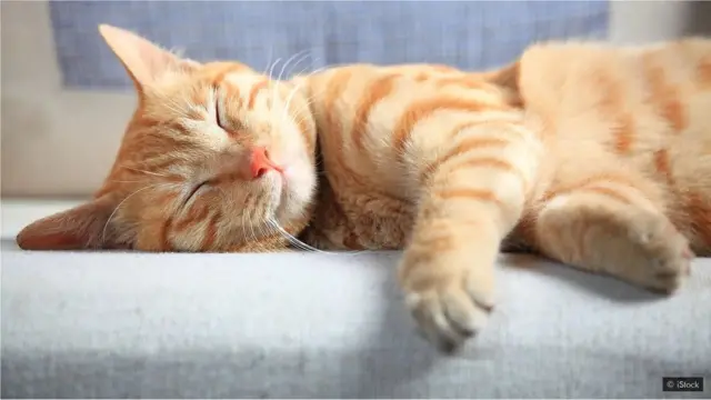 झोप, आरोग्य