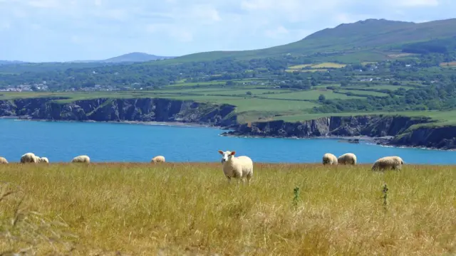 Овкчье стадо на лугу над морем