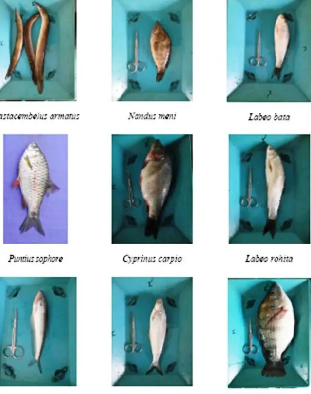 পরীক্ষা করা কিছু মাছ।