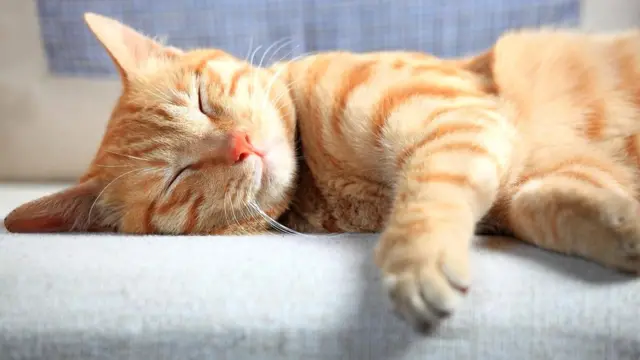 То, что наши домашние любимцы проводят большую часть дня во сне, не значит, что так поступали наши предки