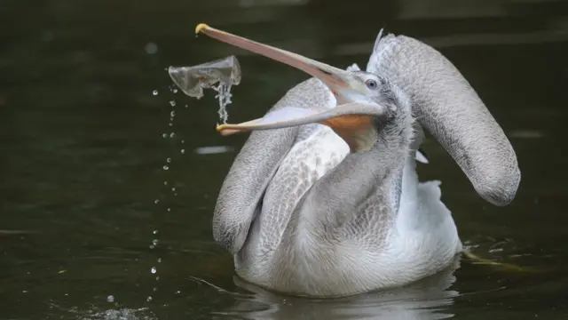 Un pelícano juega con un vaso de plástico