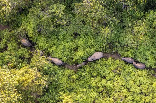kelompok gajah Sumatra (Elephas maximus sumatranus) liar di Jambi