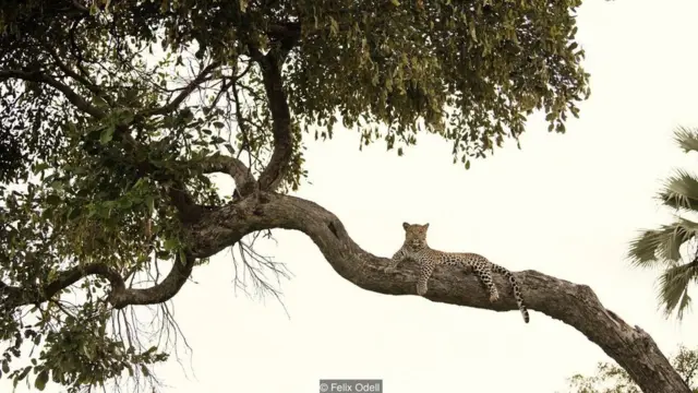 अफ्रीका