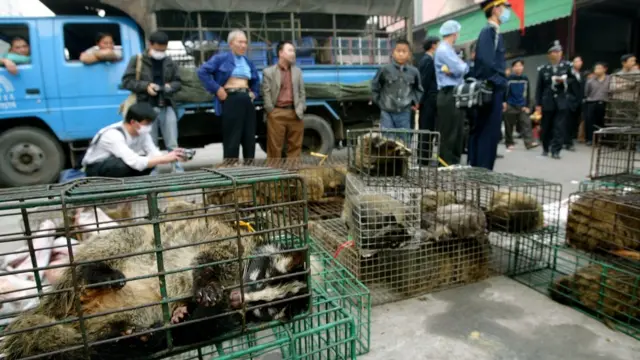 Des fonctionnaires saisissent des civettes sur le marché aux animaux sauvages de Xinyuan à Guangzhou pour empêcher la propagation de la maladie du SRAS