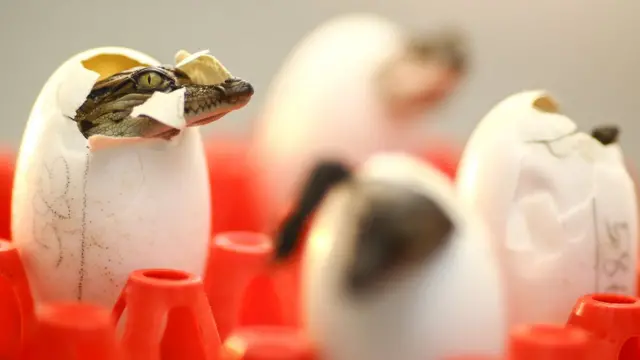 ลูกจระเข้ออกจากไข่