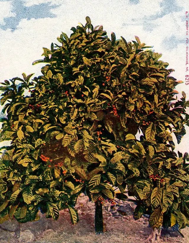 Planta de café pintada en la carátula de una revista estadounidense de la época