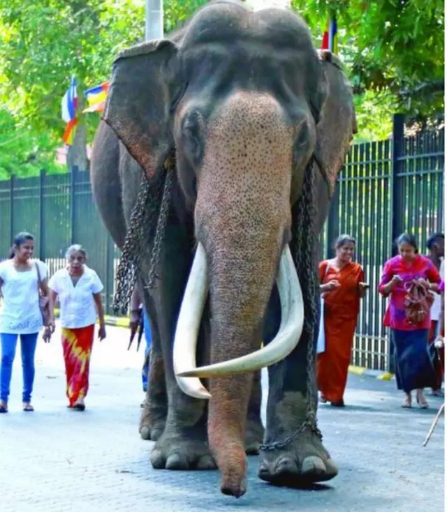 නදුම්ගමුවේ රාජා