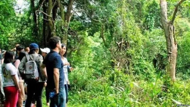 ਅਗਰਵੁੱਡ ਦੇ ਰੁੱਖ