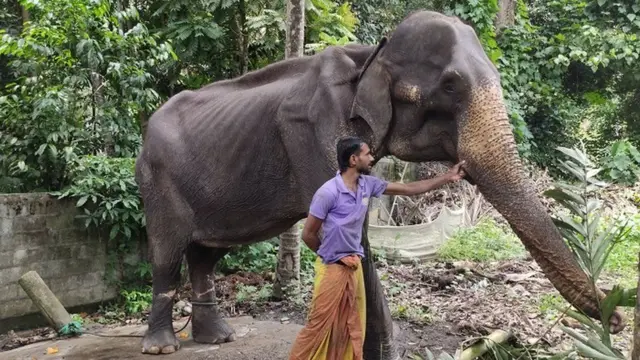 இலங்கையில் சர்ச்சைக்குரிய டிக்கிரி யானை இறந்தது