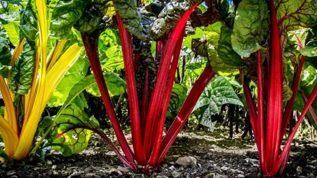 सब्ज़ियों का बाग