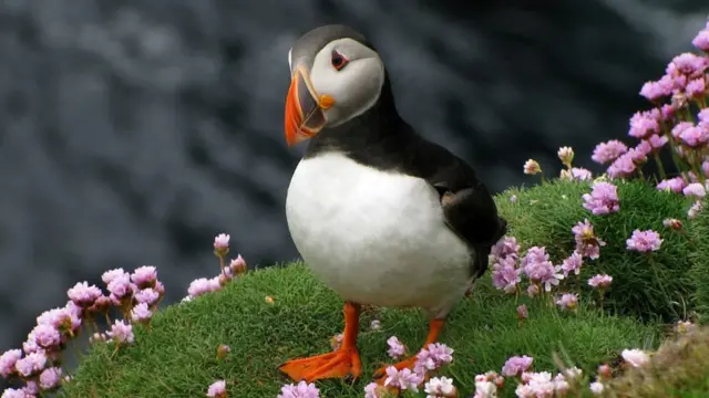 طوطی دریایی