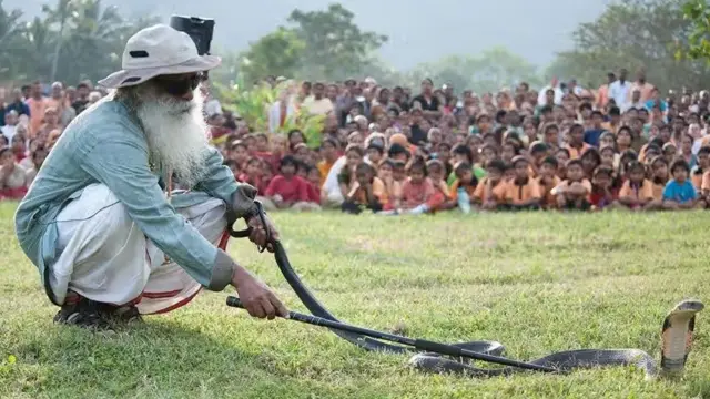 குழந்தைகளைச் சில அடி தூரத்திலேயே பார்வையாளர்களாக அமர வைத்துக்கொண்டு, மிகவும் ஆபத்தான ராஜநாகத்தைக் கையாளும் ஜக்கி வாசுதேவ்