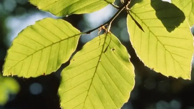 फोटोसिन्थेसिस