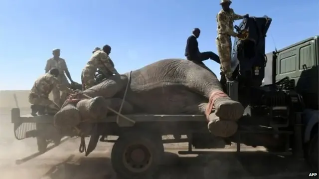 हाथी, केन्या, हाथीदांत, हाथीदांत की तस्करी