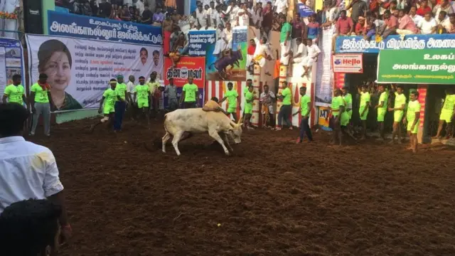 ஜல்லிக்கட்டு