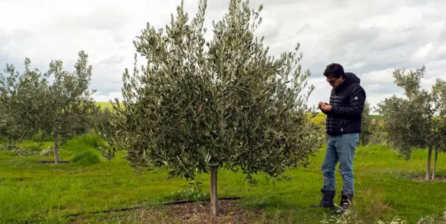 जैतून का बाग़