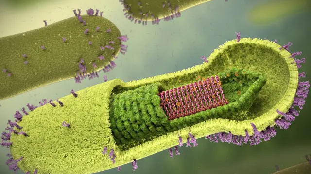 பஃக்குலோவைரஸ்