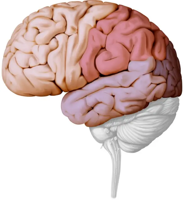 பார்கின்சன் நோய் சிகிச்சைக்கு நம்பிக்கை தரும் மூளை செல் சிகிச்சை