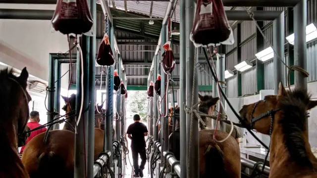 تنتج مضادات السموم منذ أكثر من قرن عن طريق حقن السموم في خيول