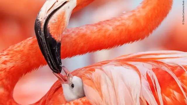 фламінго