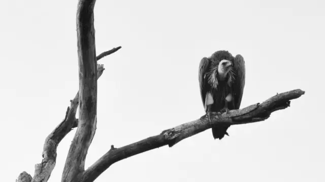 نسر على غصن شجرة