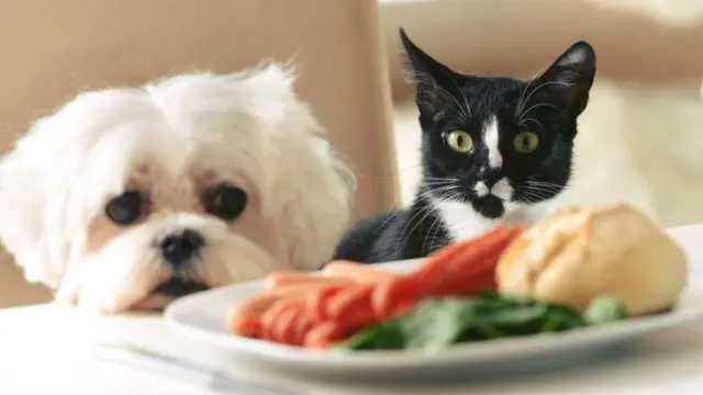 Собака і кішка