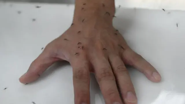 মশার কামড়ে কি করোনাভাইরাস ছড়াতে পারে