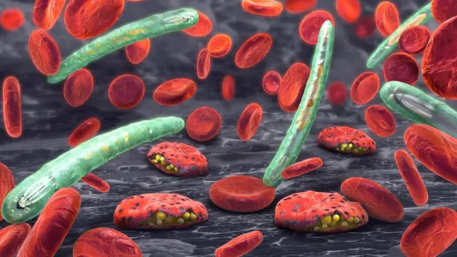 Plasmodium e células sanguíneas