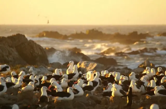 एल्बाट्रॉस