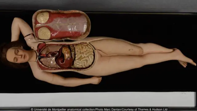 Université de Montpellier anatomical collection/Photo Marc Dantan/Courtesy of Thames & Hudson Ltd